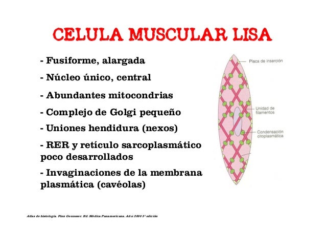 Características del sistema muscular